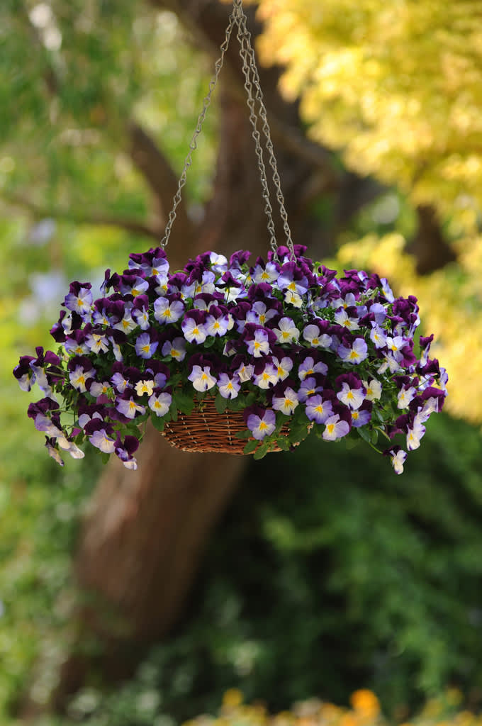 Pensé, _Viola x wittrockiana_, 'Cool Wave Violet wing'. 
Foto: Blomsterfrämjandet/Hörnhems