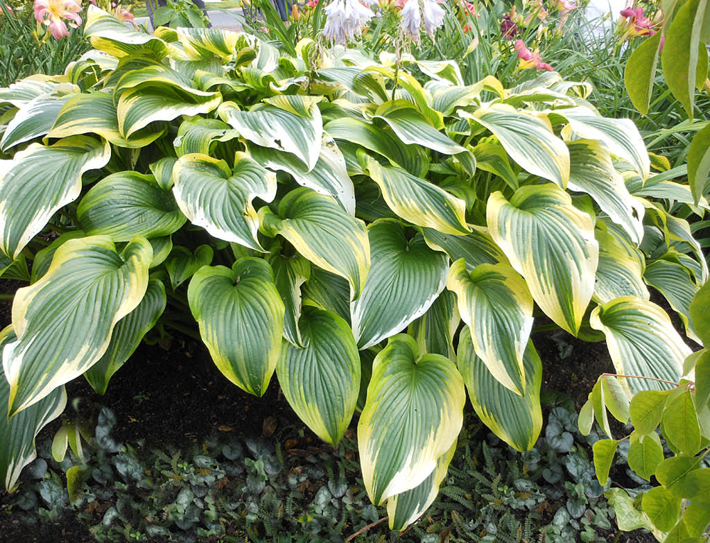 Funkia, _Hosta montana var. aureovariegata_ under sensommaren. 

Foto: Sylvia Svensson