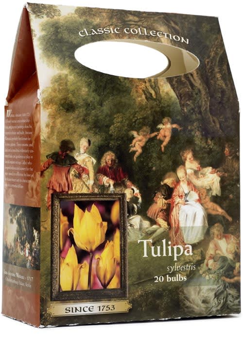 _Tulipa_.