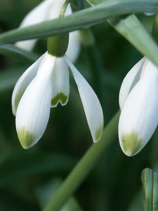 _Galanthus_ 'Viridipice'.