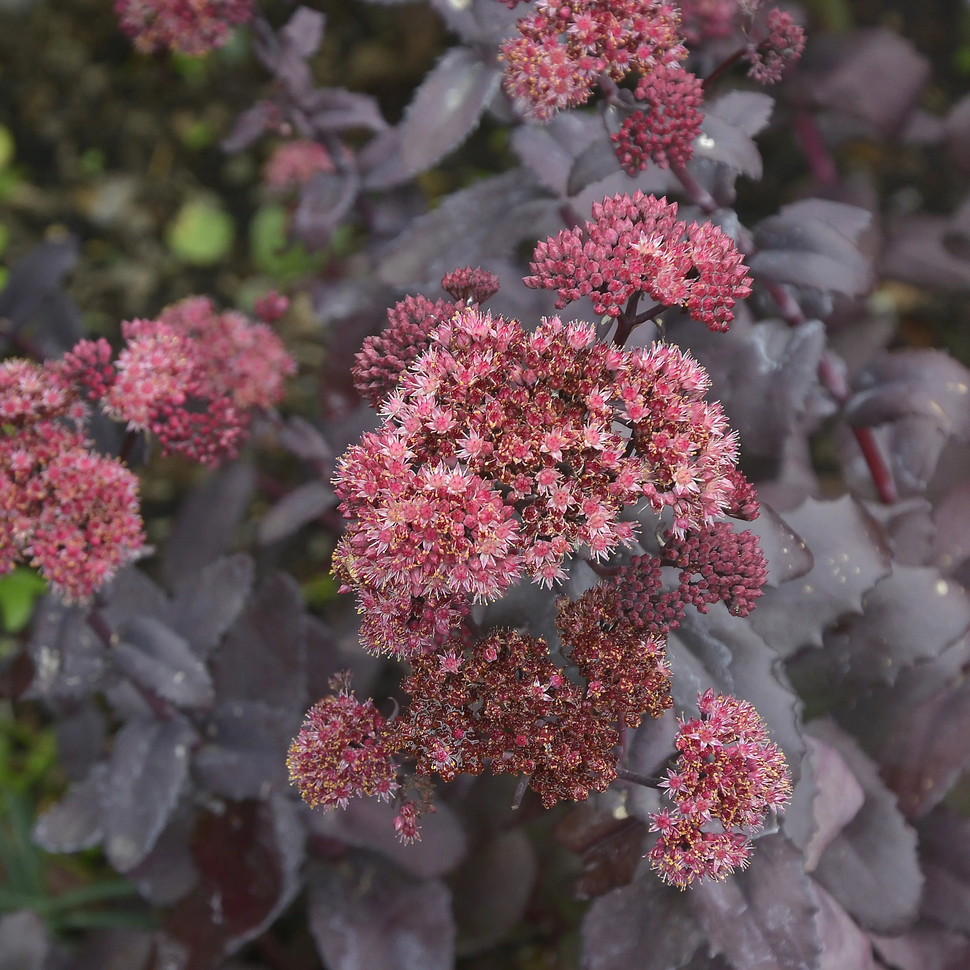 sedum-red-sparkle-3st-barrotad-1