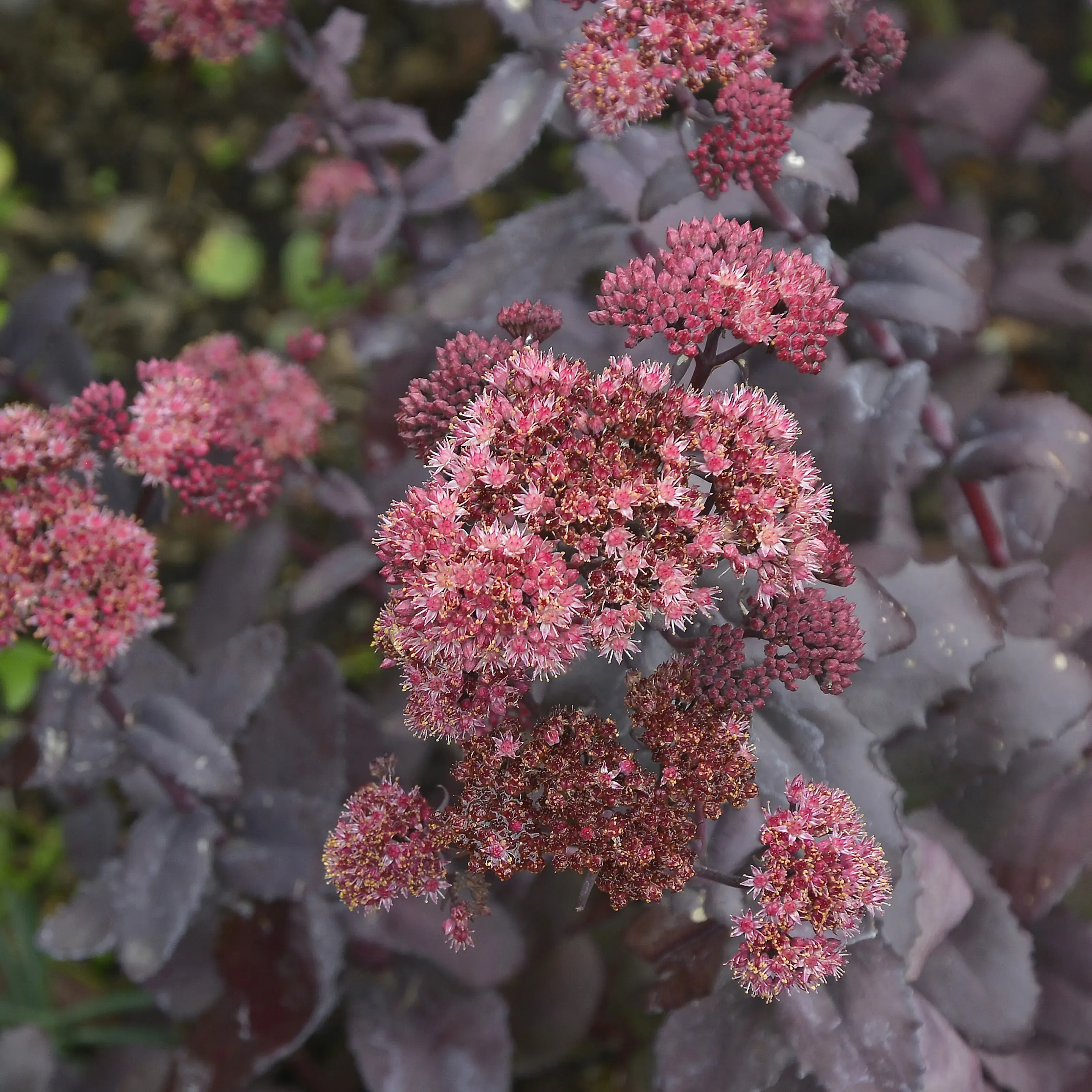 sedum-red-sparkle-3st-barrotad-1