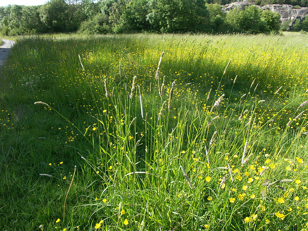 Blommande gräsäng på bördig mark.
Foto. Bernt Svensson