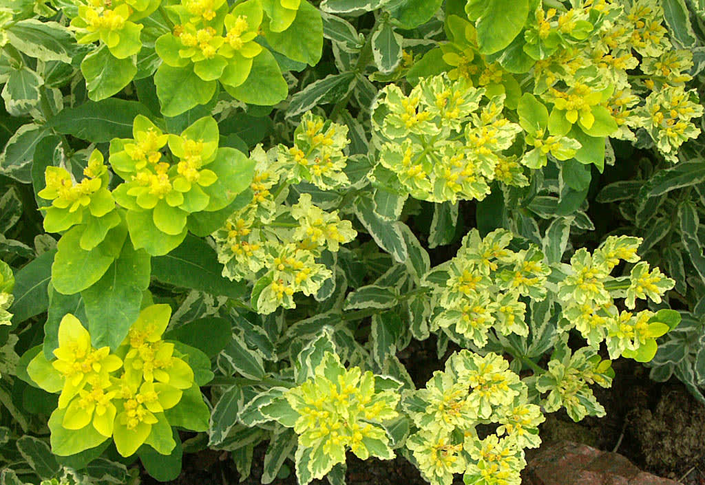 _Euphorbia polycroma_ 'Lacy', i närbild.
Foto: Sylvia Svensson
