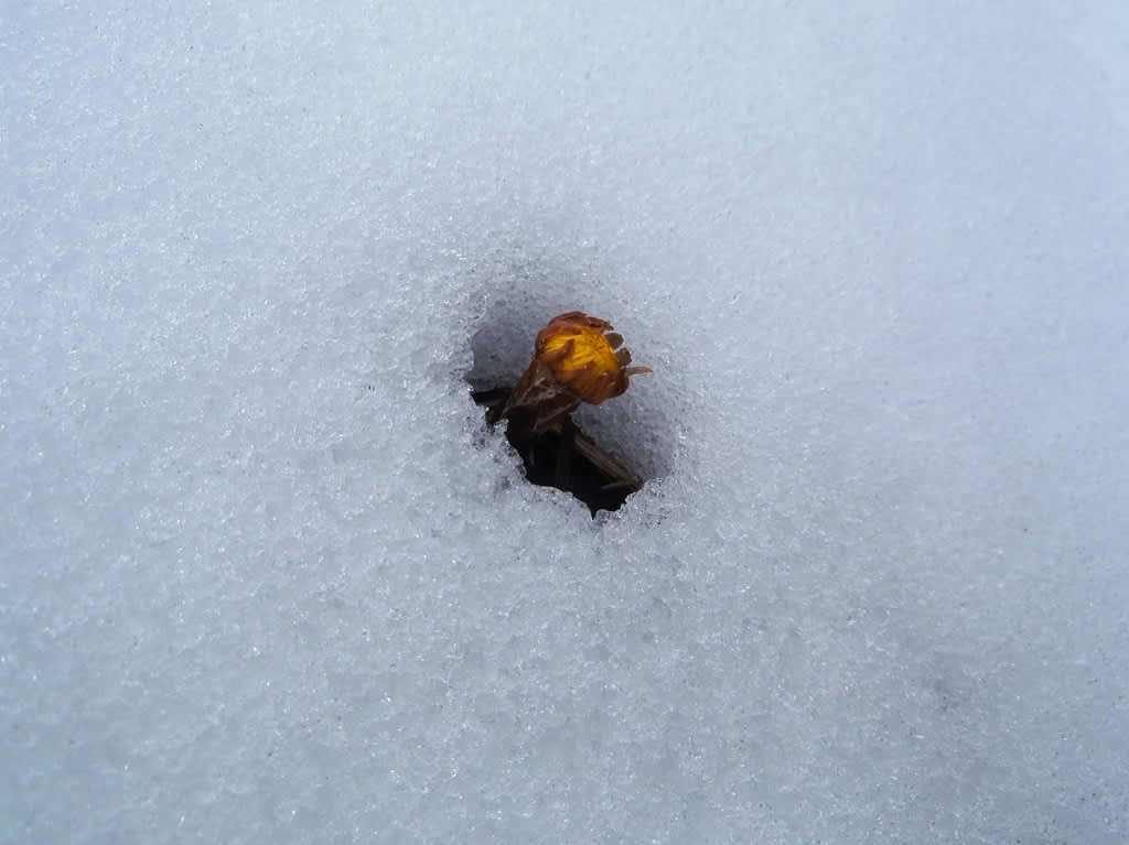 Naturen kan vara lika envis den. Tussilagon vill ha vår nu! 
Foto: Carin Ahlstedt
