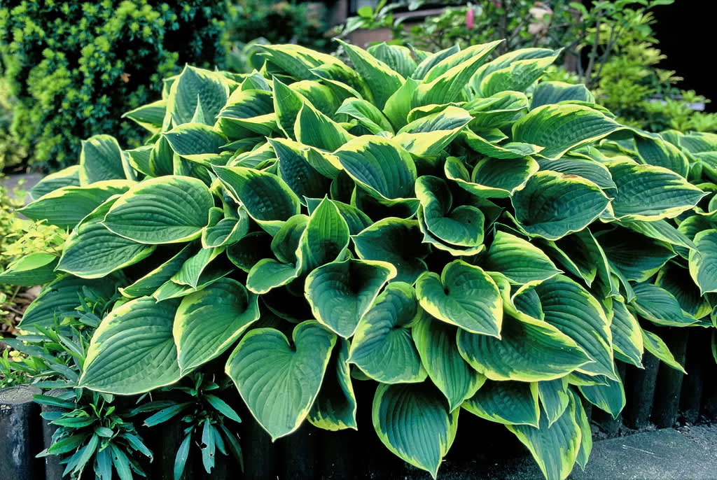 Blomsterfunkia, 'Aureomarginata', som betyder guldkantad.