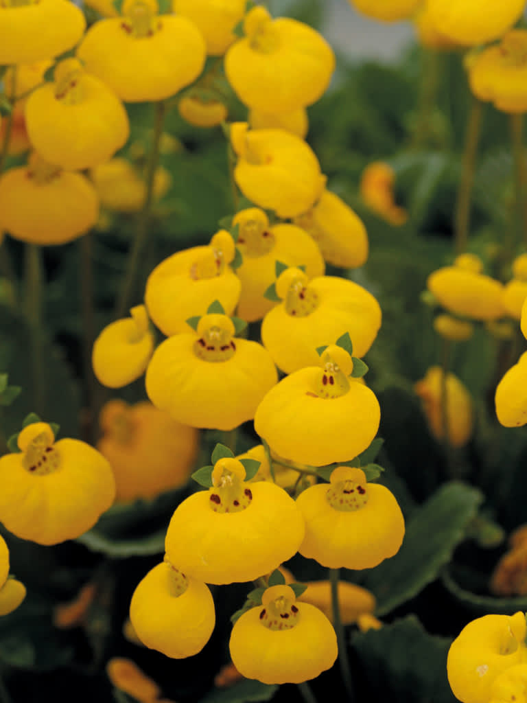 Toffelblomma, _Calceolaria_ 'Calynopsis' i gult är väldigt söt!
Foto: Blomsterfrämjandet/Selecta
