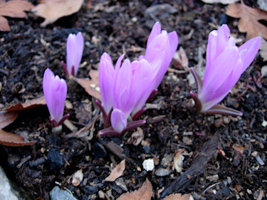 Vårtidlösan är det första som kommer ur jorden. Glädje efter en lång vinter! Här i 9 maj 2010.