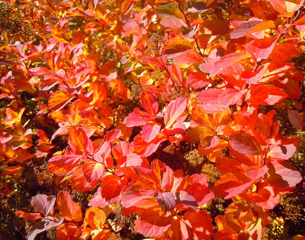 Björkspirea, _Spiraea betulifolia_, blir otroligt vacker på hösten. Foto: Sylvia Svensson
