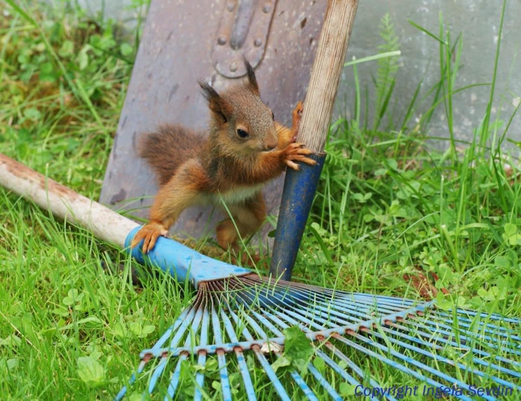 Tunga och stora prylar det här! Foto: Ingela Sevdin