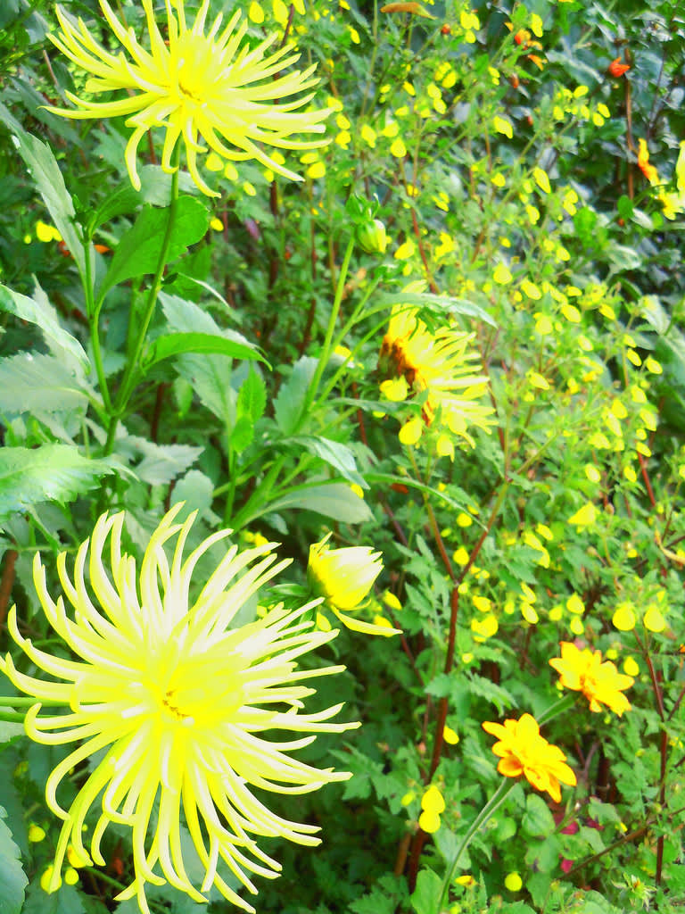 Ytterligare växt i samma grupp är inkakrage, _Tithonia rotundifolia_ 'Yellow Torch', på bilden nere till höger.
Foto: Sylvia svensson