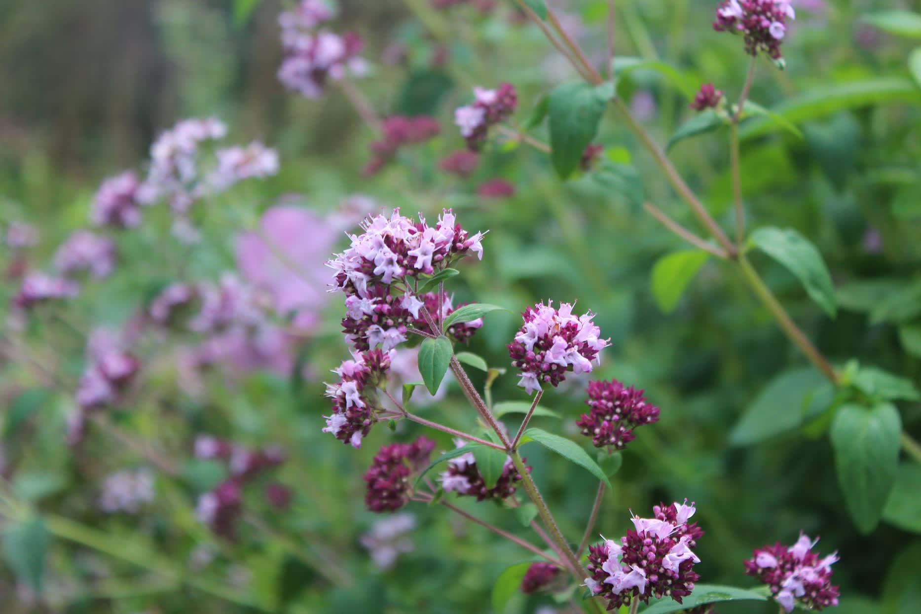 Oregano är vacker även i perennrabatten! //Foto:Anna Theorin