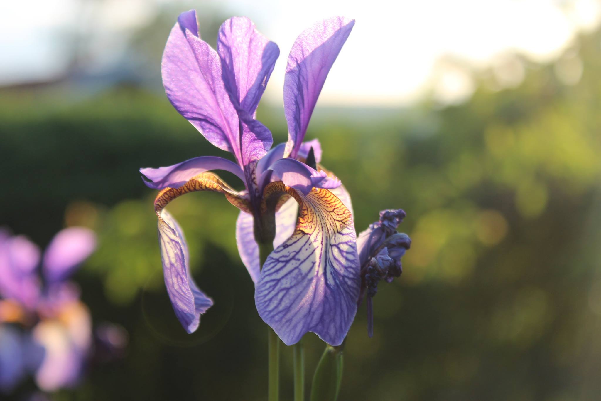 Iris