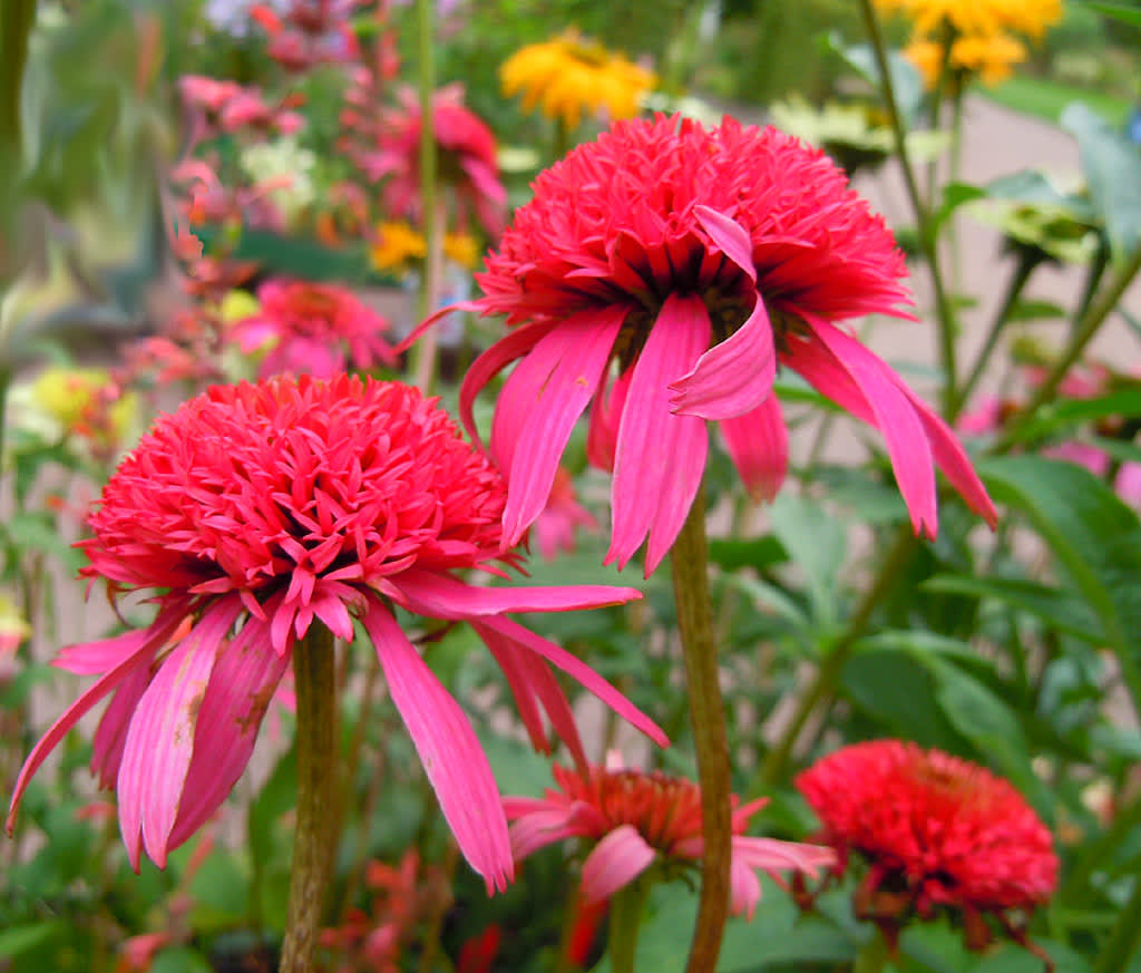 _Echinacea purpurea_ 'Pink Double Delight'.
Foto: Sylvia Svensson