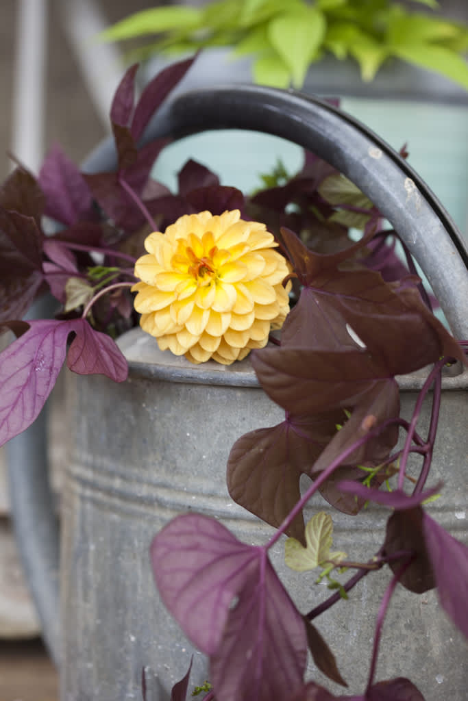 Dahlia och batat. 
Foto: Blomsterfrämjandet/Anna Skoog