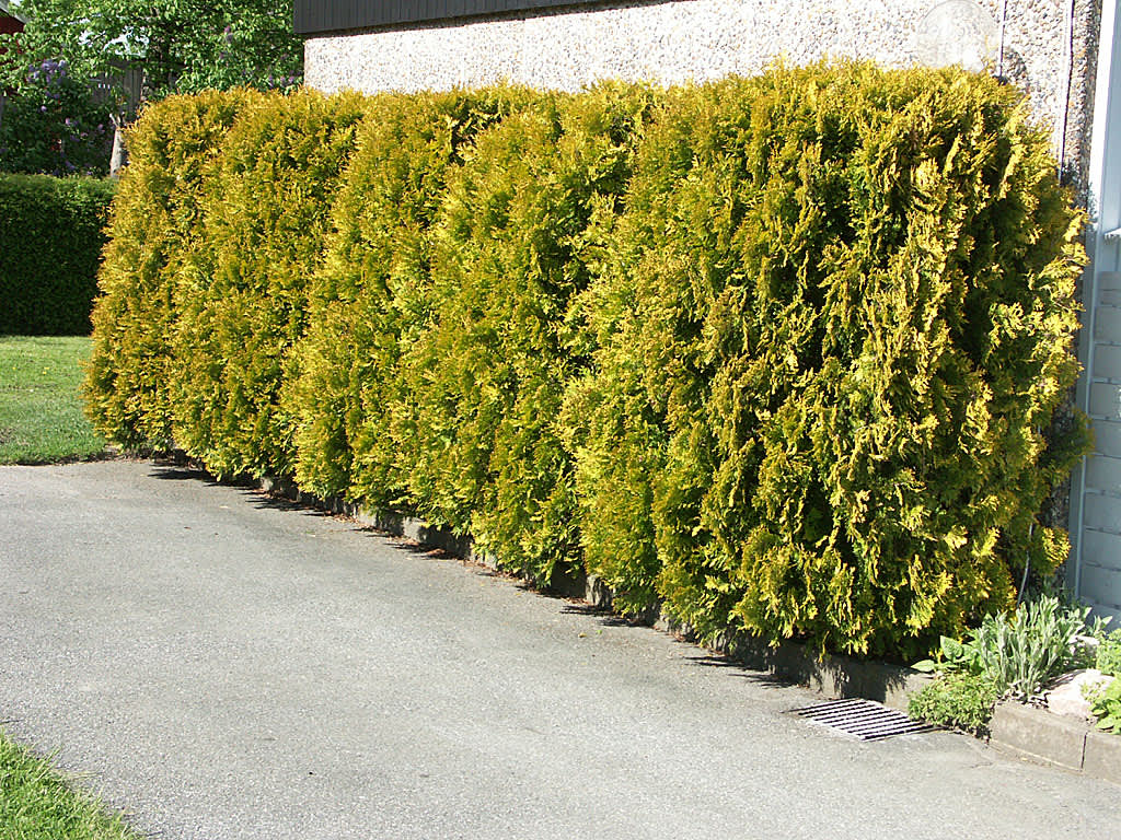 Klippt häck av gulbarriga cypresser, _Chamaecyparis lawsoniana_ 'Ellwood's Gold'.Foto: Bernt Svensson