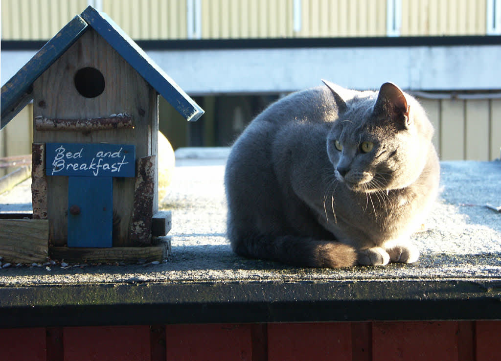 Placera fågelbordet mer skyddat så att inte till exempel katterna kommer åt matgästerna. Foto: Sylvia Svensson