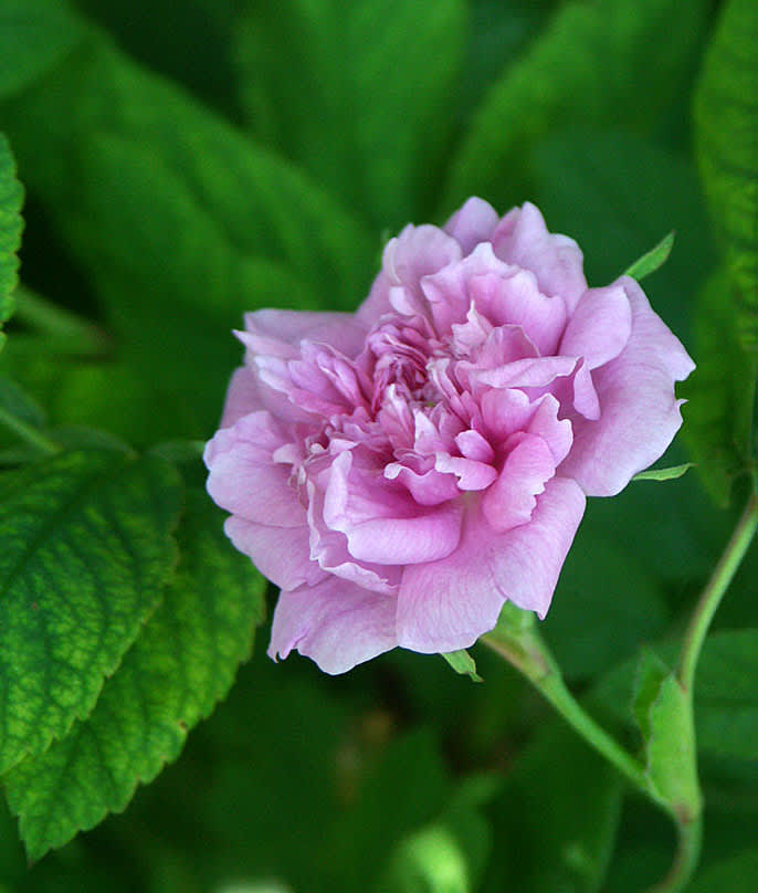 Rosa majalis 'Foecundissima' eller Tornedalsros