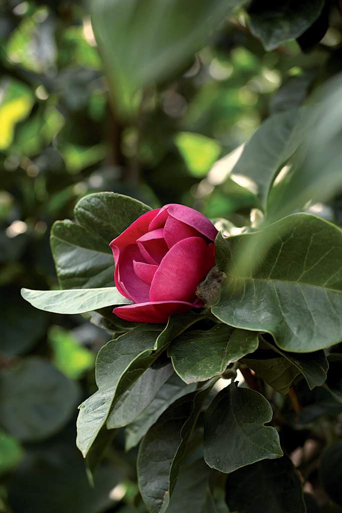 _Magnolia_ 'Black Tulip' är har en magnifik färg. Foto: BoGrönt