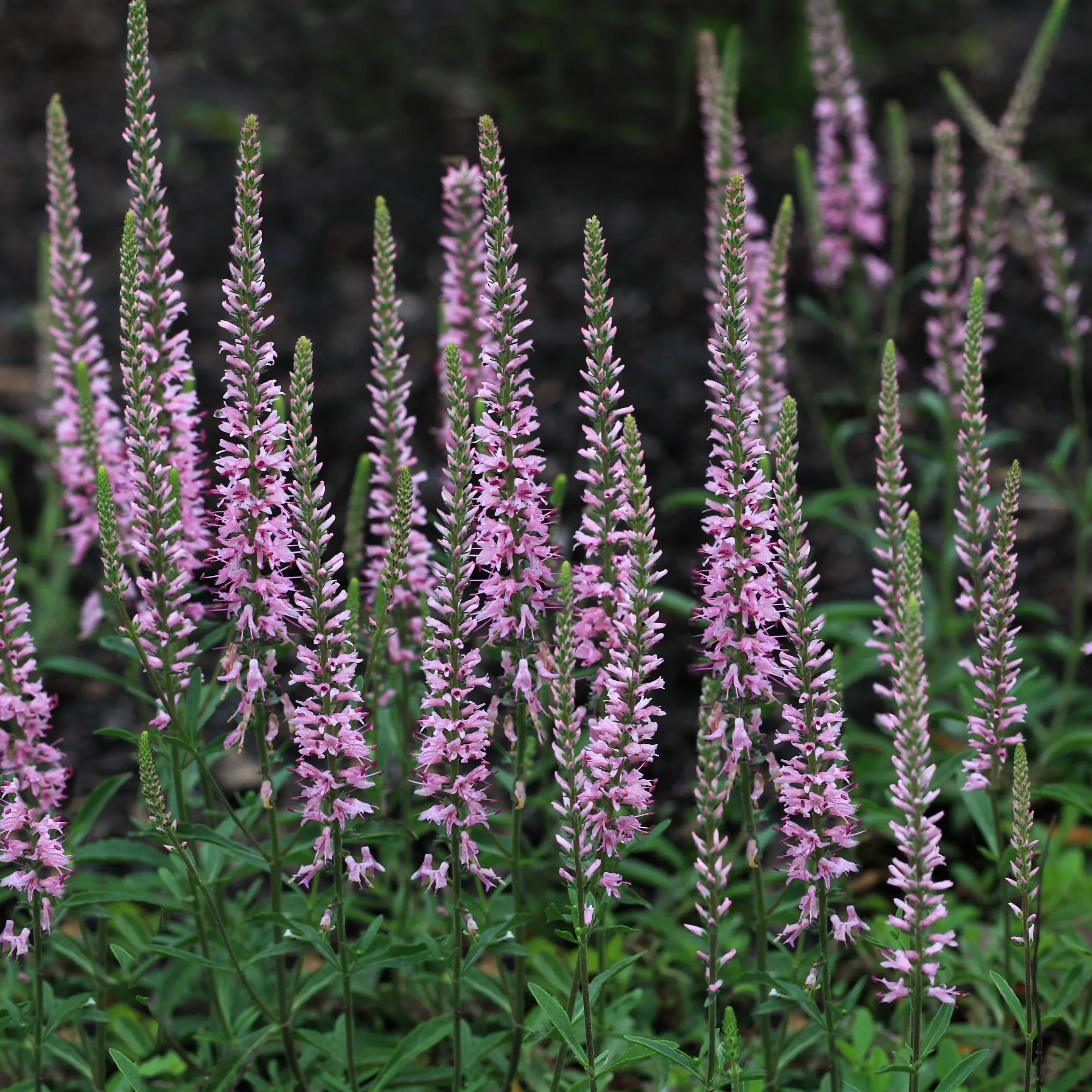 Strandveronika 'Pink Eveline'