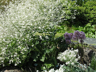 Stäppkål, _Crambe cordifolia_ och strandkål, _Crambe maritima_.