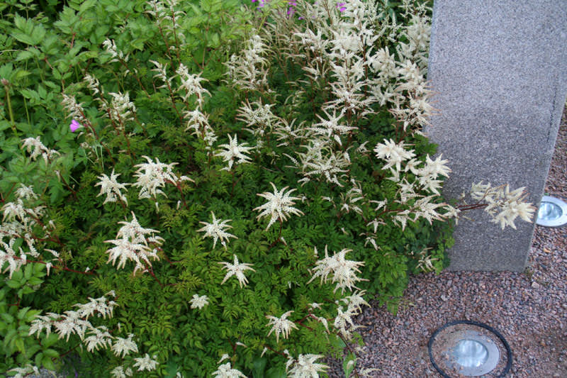 Koreansk plymspirea, _Aruncus aethusifolius_ trivs såväl i väldränerade stenpartier som i skuggiga, fuktiga lundmiljöer. Foto: Rickard Nordström.