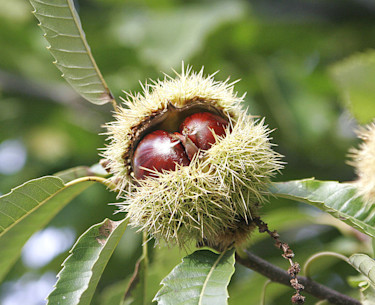 Äkta kastanj, nötter.
Foto: Wikipedia