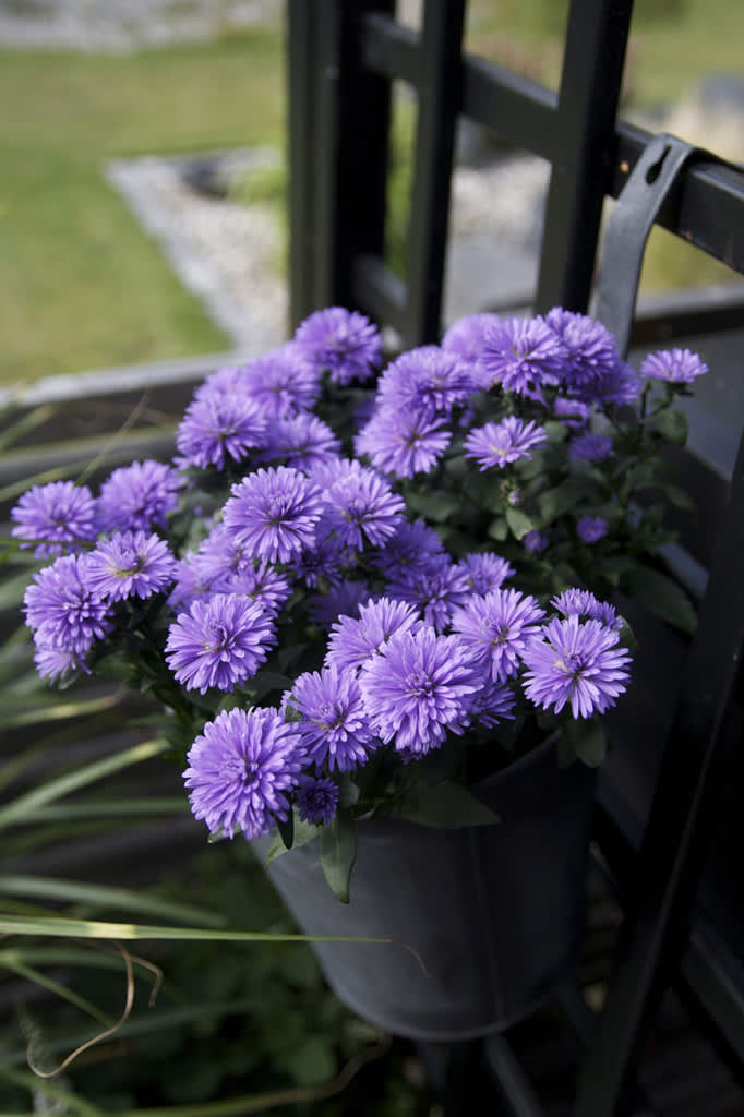 Höstaster, _Aster novi-belgii_.