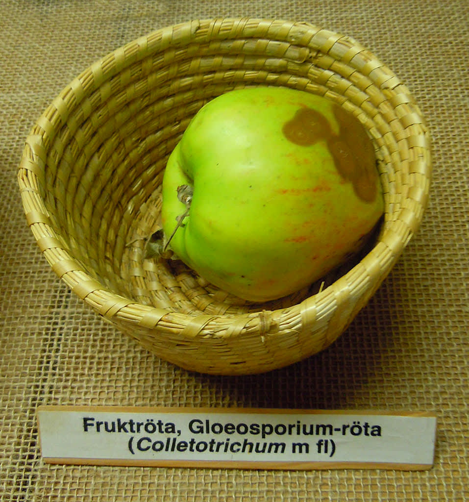 Fruktröta.
Foto: Sylvia Svensson