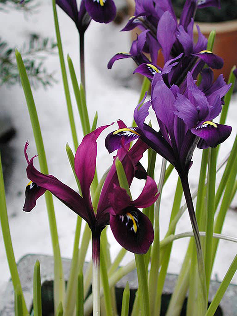 Två sorters snöiris i kruka. Foto+arr: Sylvia Svensson