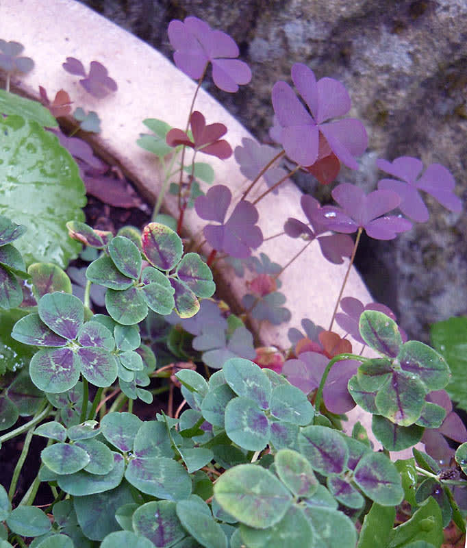 _Trifolium repens_ 'Pentaphyllum' är en "femklöver" med rödbruna fläckar på bladen. Den andra växten är ingen klöver utan rödbladig _Oxalis fontana_, klöveroxalis.
Foto: Sylvia Svensson