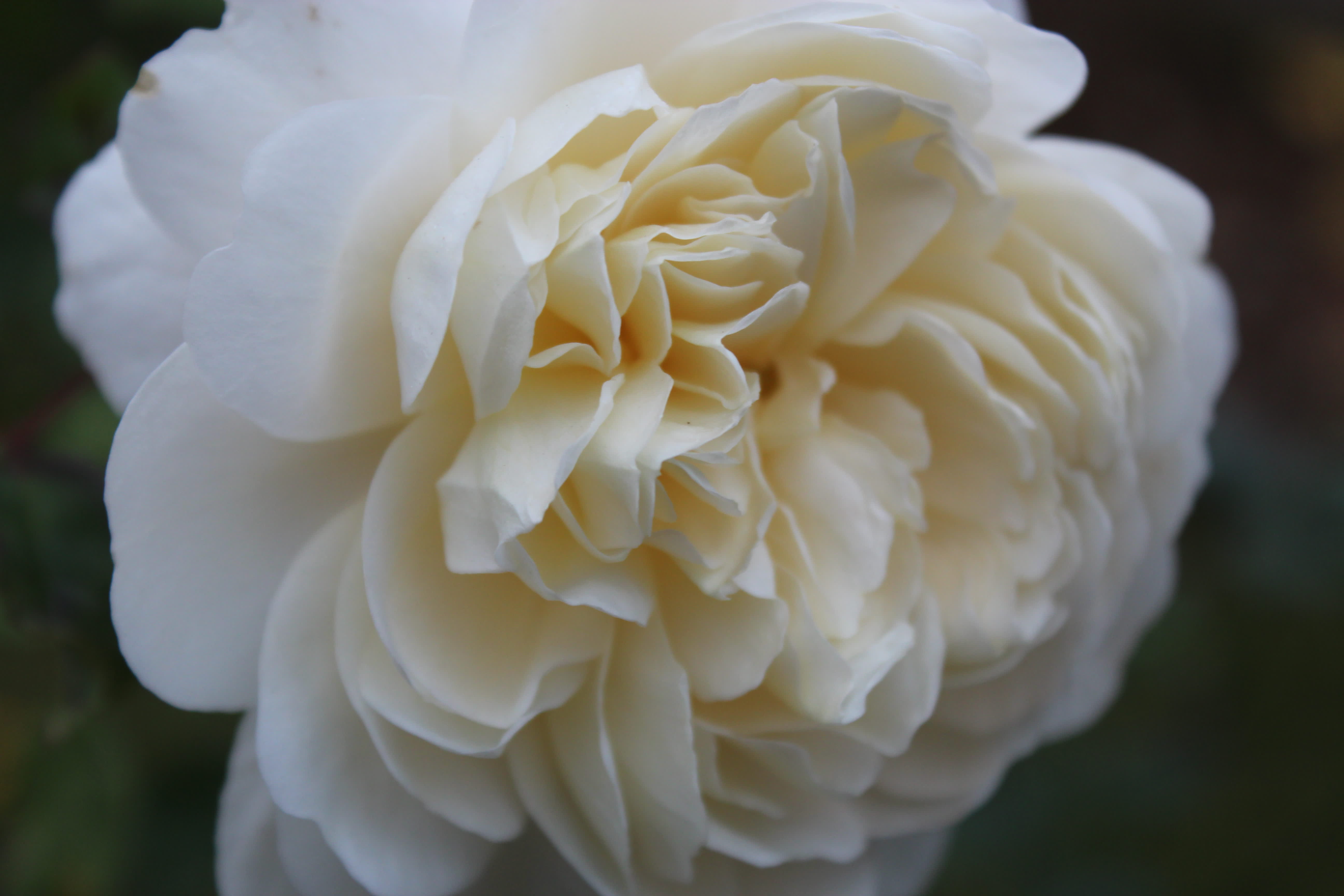 The Crocus Rose blommar lika vackert nu i November som i Juni // Foto: Anna Theorin