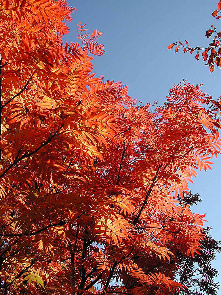 _Sorbus Commixta-gruppen_.  
Foto: Sylvia Svensson
