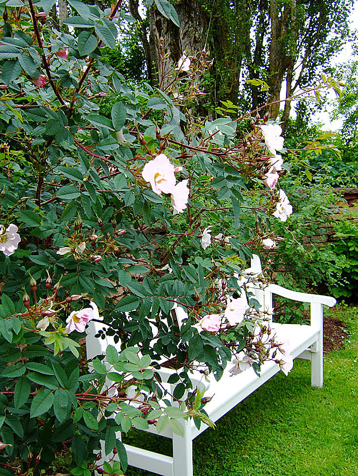 En nästan vit ros med en vit bänk. Foto: Sylvia Svensson