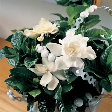 _Gardenia jasminoides_.