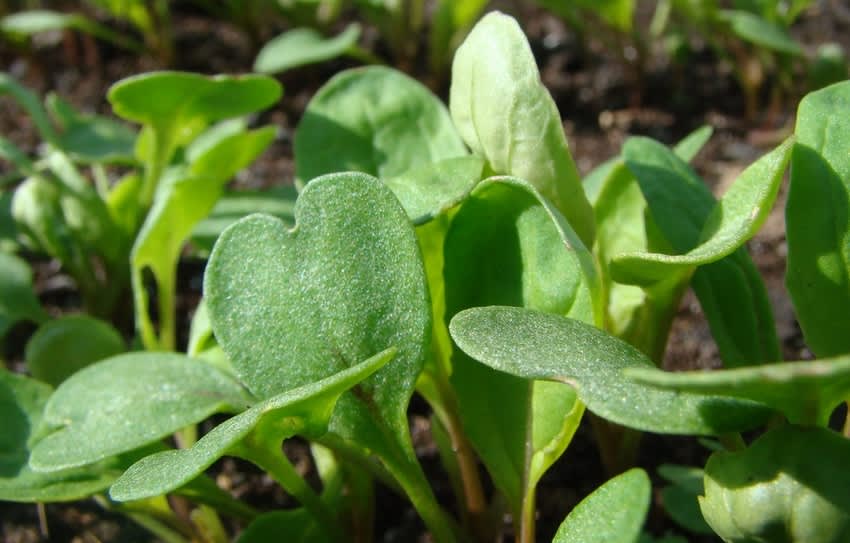 Små plantor tittar upp ur jorden och kommer snart behöva gallras för att inte konkurrera ut varandra. Så inte för tätt, följ anvisningen på påsen vad gäller rad- och plantavstånd.