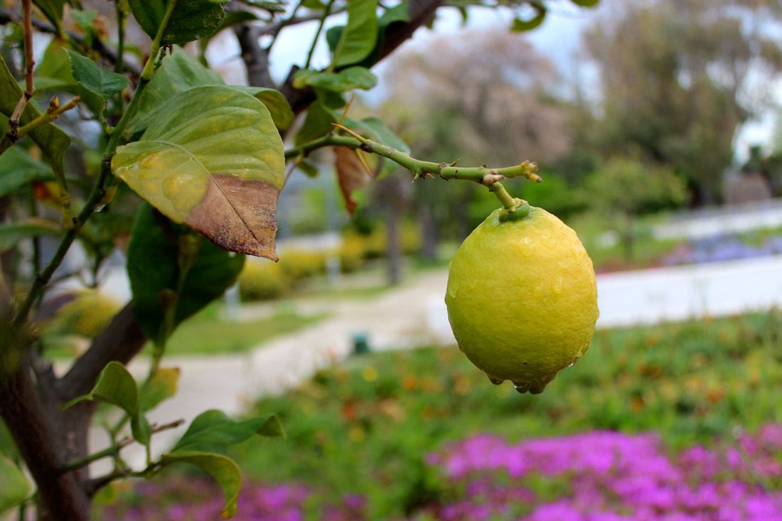 citrusit 1 orig