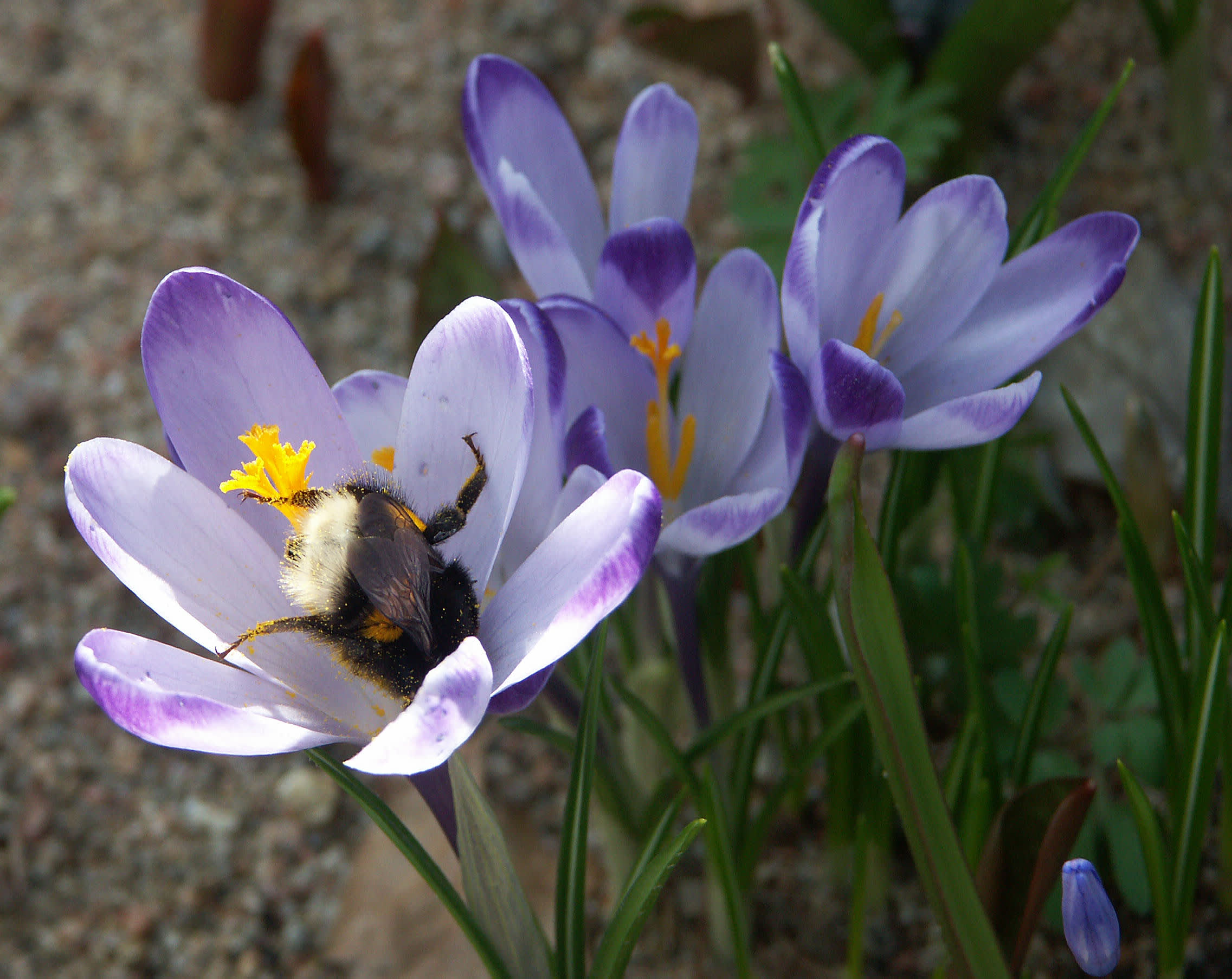 Snökrokus, Crocus tommasinianus, med bi. Foto Sylvia Svensson