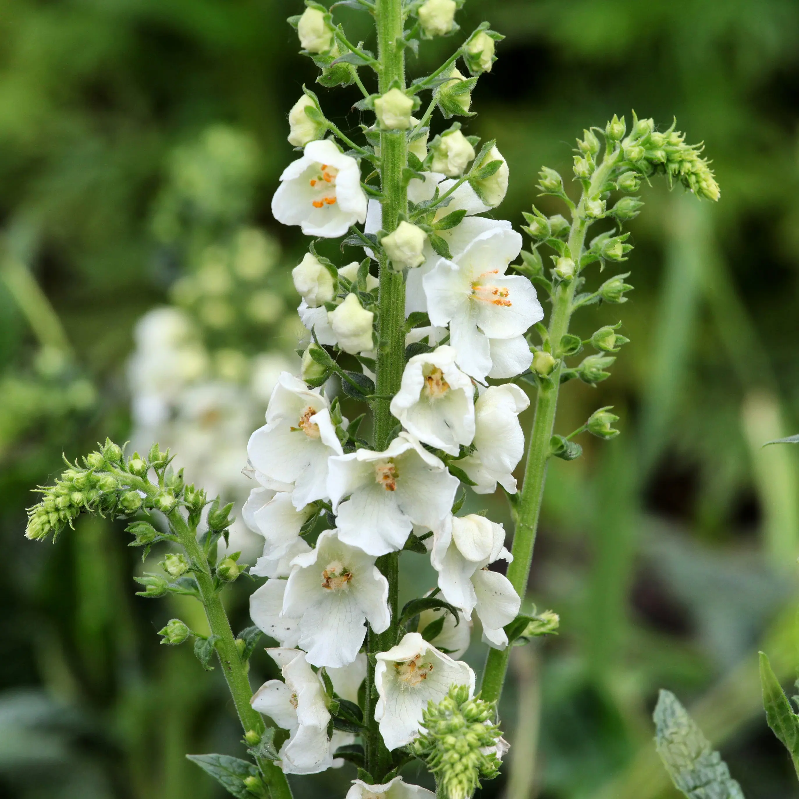 Kungsljus 'White Domino'