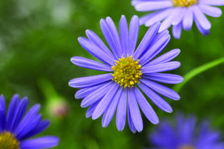 Blåkrage blommar mycket och länge! 
Foto: Blomsterfrämjandet/Syngenta