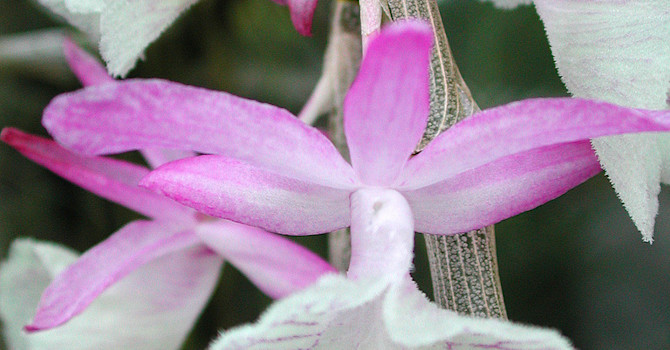 _Dendrobium sp._
Foto: Sylvia Svensson