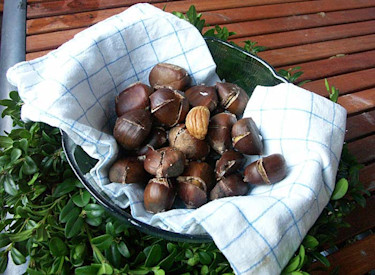 Rostade äkta kastanjer.
Foto: Sylvia Svensson