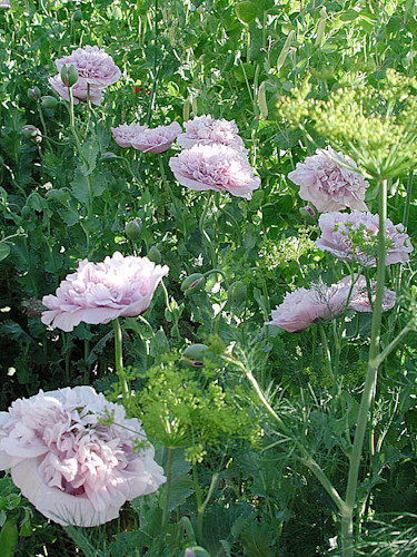 En ljuvlig del av potager hos Anette i Boäng: ljuslila pionvallmo, ärter, dill mm
Foto: Sylvia Svensson
