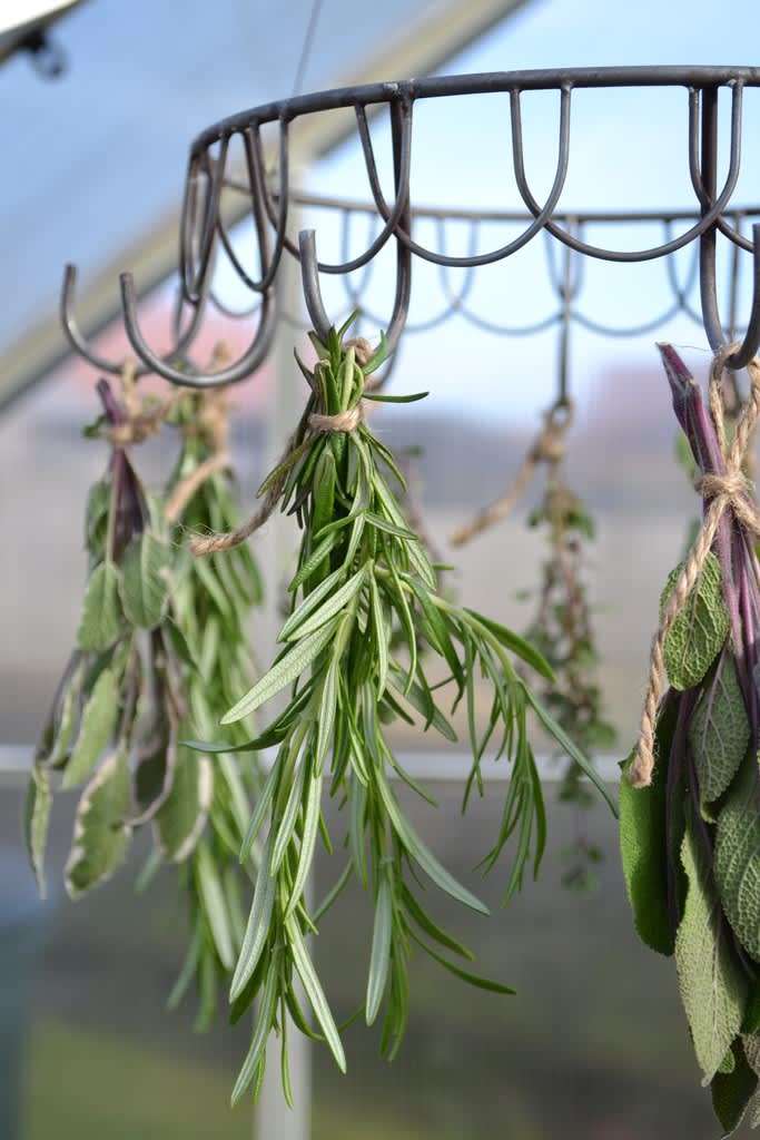 Rosmarin, timjan och salvia är kryddväxter som fungerar fint att torka. Foto: Blomsterfrämjandet