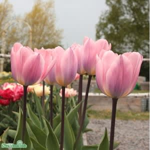 Darwinhybridtulpan -Light and Dreamy- Tulipa