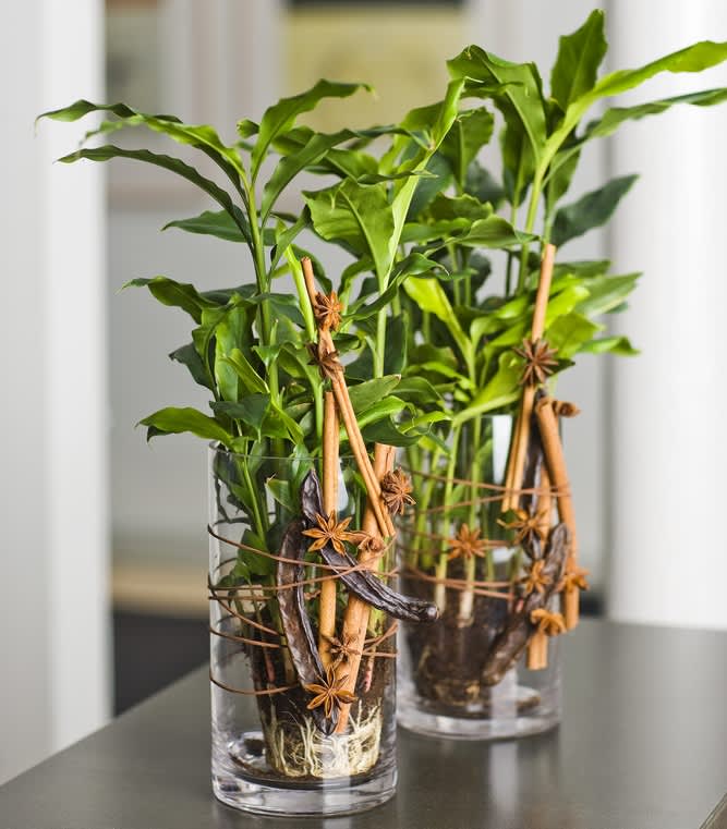 Kardemumma, _Elettaria cardamomum_, är en fin grön inomhusväxt 
- gnugga på bladen för att få fram doften!.