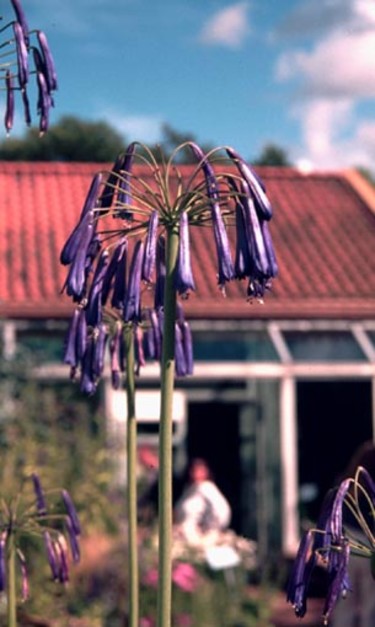 _Agapanthus inapertus_.
