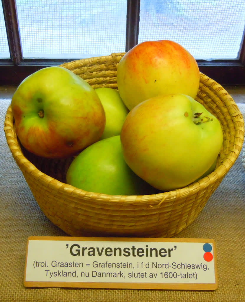 'Gravensteiner'.
Foto: Bernt Svensson