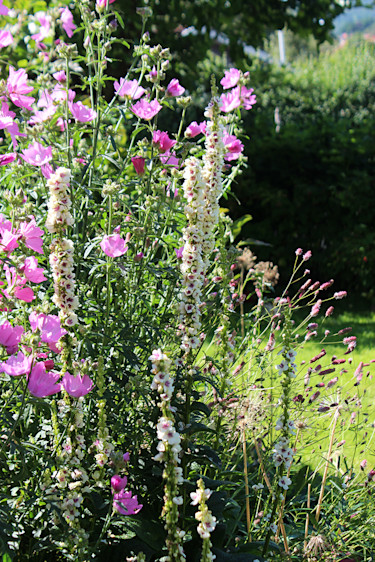 Blodtopp, Malva och Kungsljus tillsammans // Foto: Anna Theorin