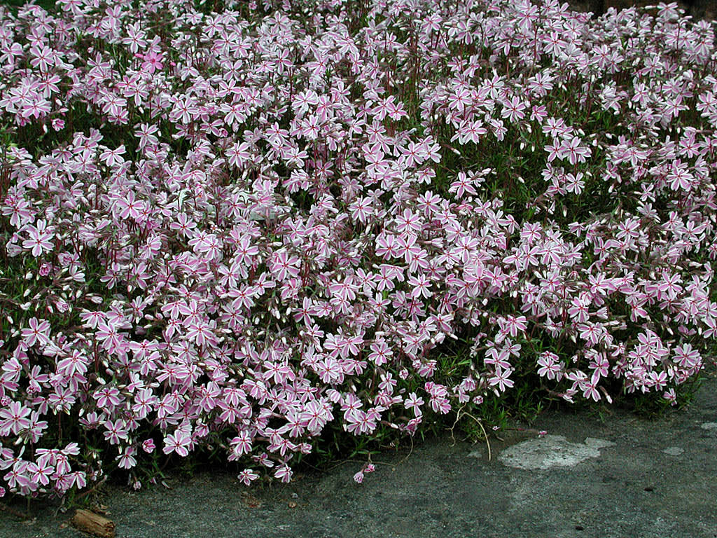 Mossflox, _Phlox subulata_ 'Mikado' .